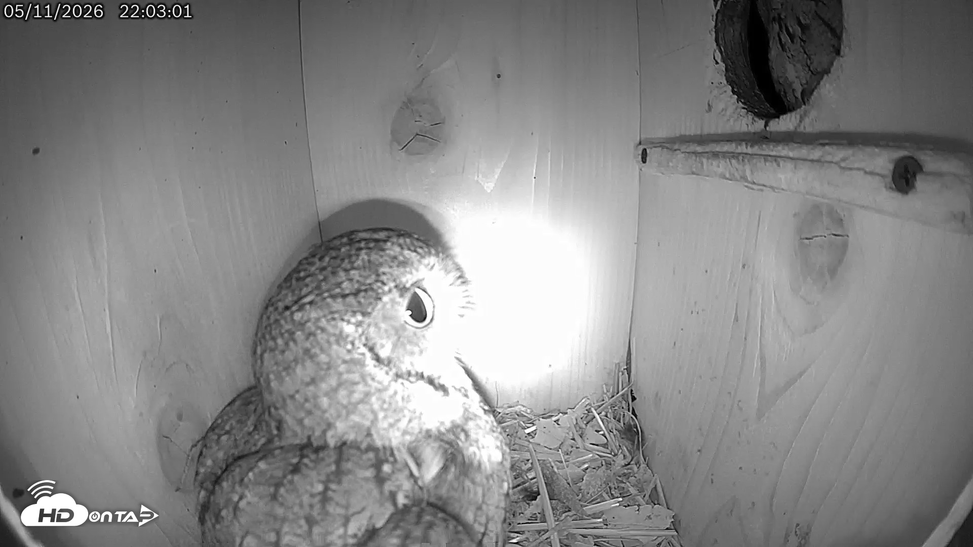 Snapshot of Eastern Screech Owl Live Cam taken May 12, 2026, 2:30am CDT