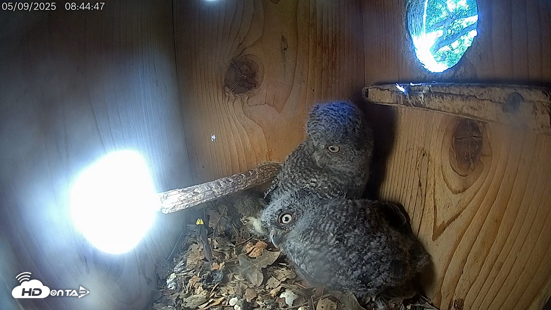 Snapshot of Eastern Screech Owl Live Cam taken May 9, 2025, 3:12pm CDT