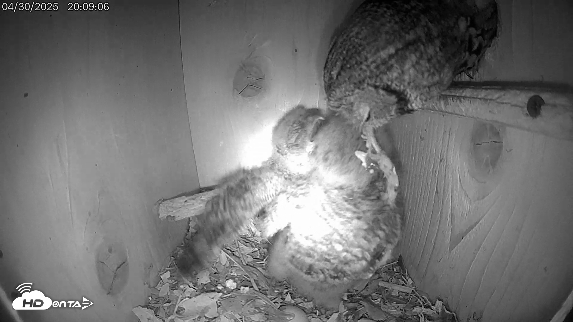 Snapshot of Eastern Screech Owl Live Cam taken May 1, 2025, 1:55am CDT