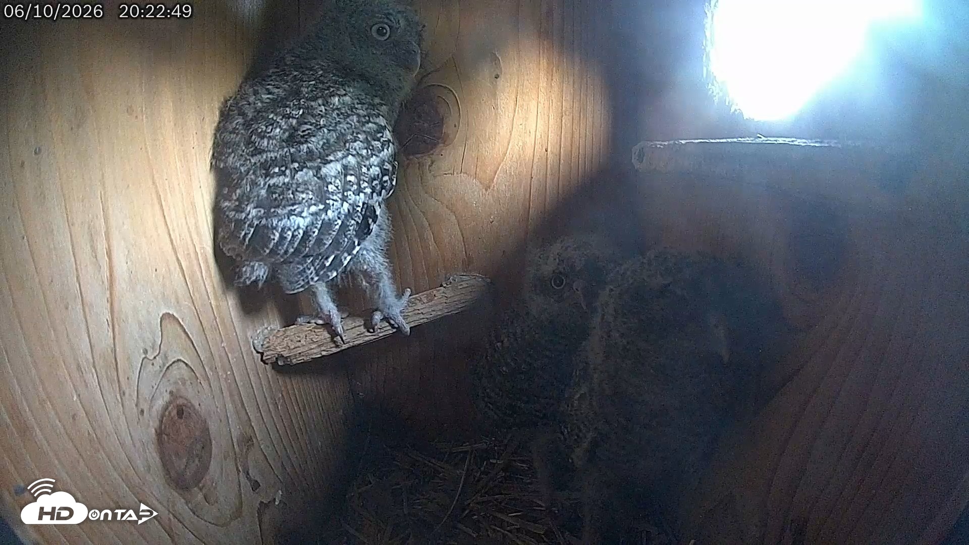 Snapshot of Eastern Screech Owl Live Cam taken Jun 10, 2026, 11:53pm CDT
