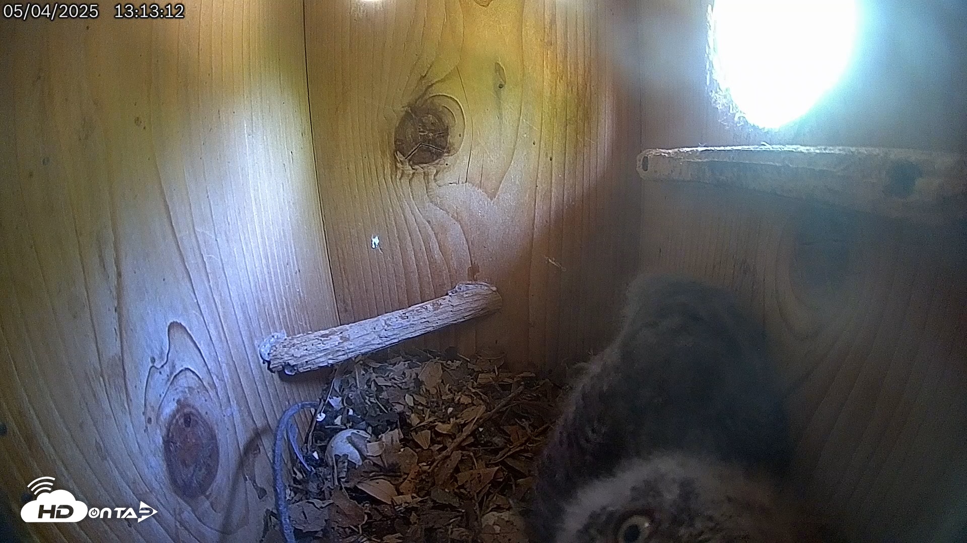 Snapshot of Eastern Screech Owl Live Cam taken May 4, 2025, 1:14pm CDT