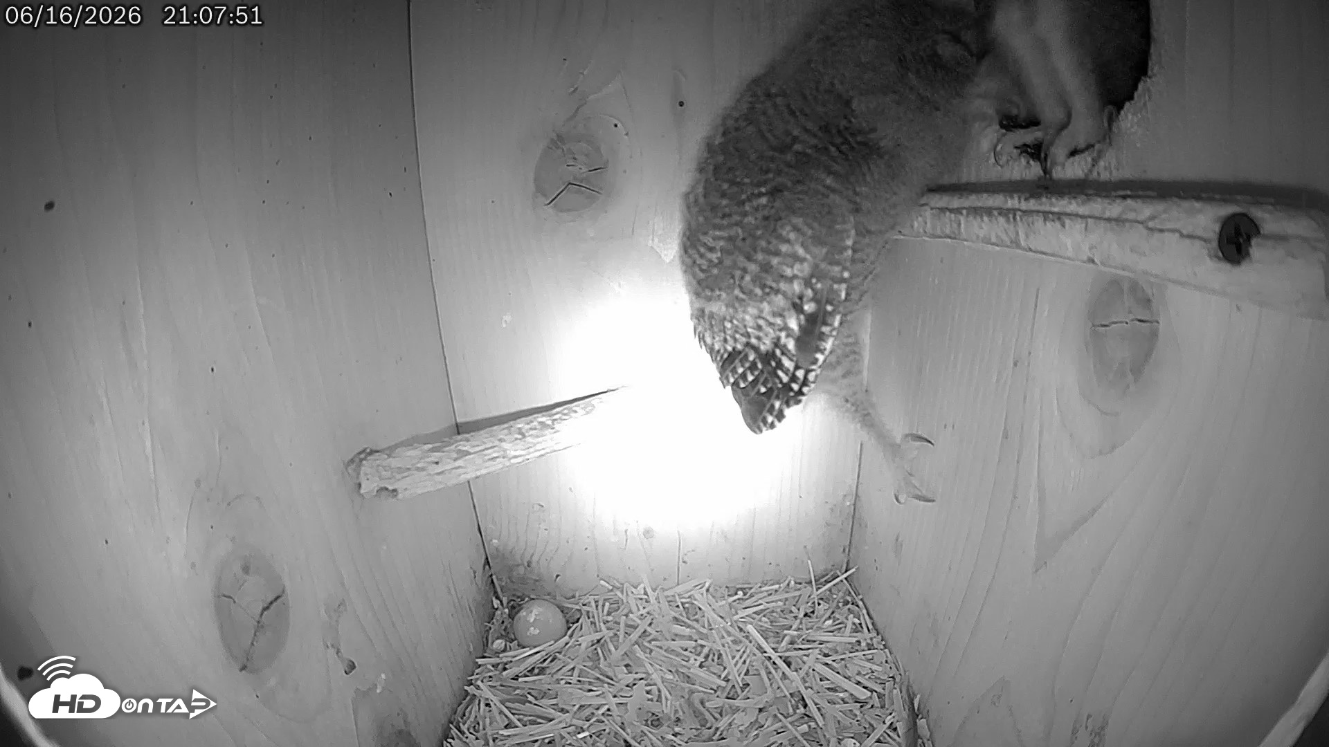 Snapshot of Eastern Screech Owl Live Cam taken Jun 16, 2026, 9:19pm CDT