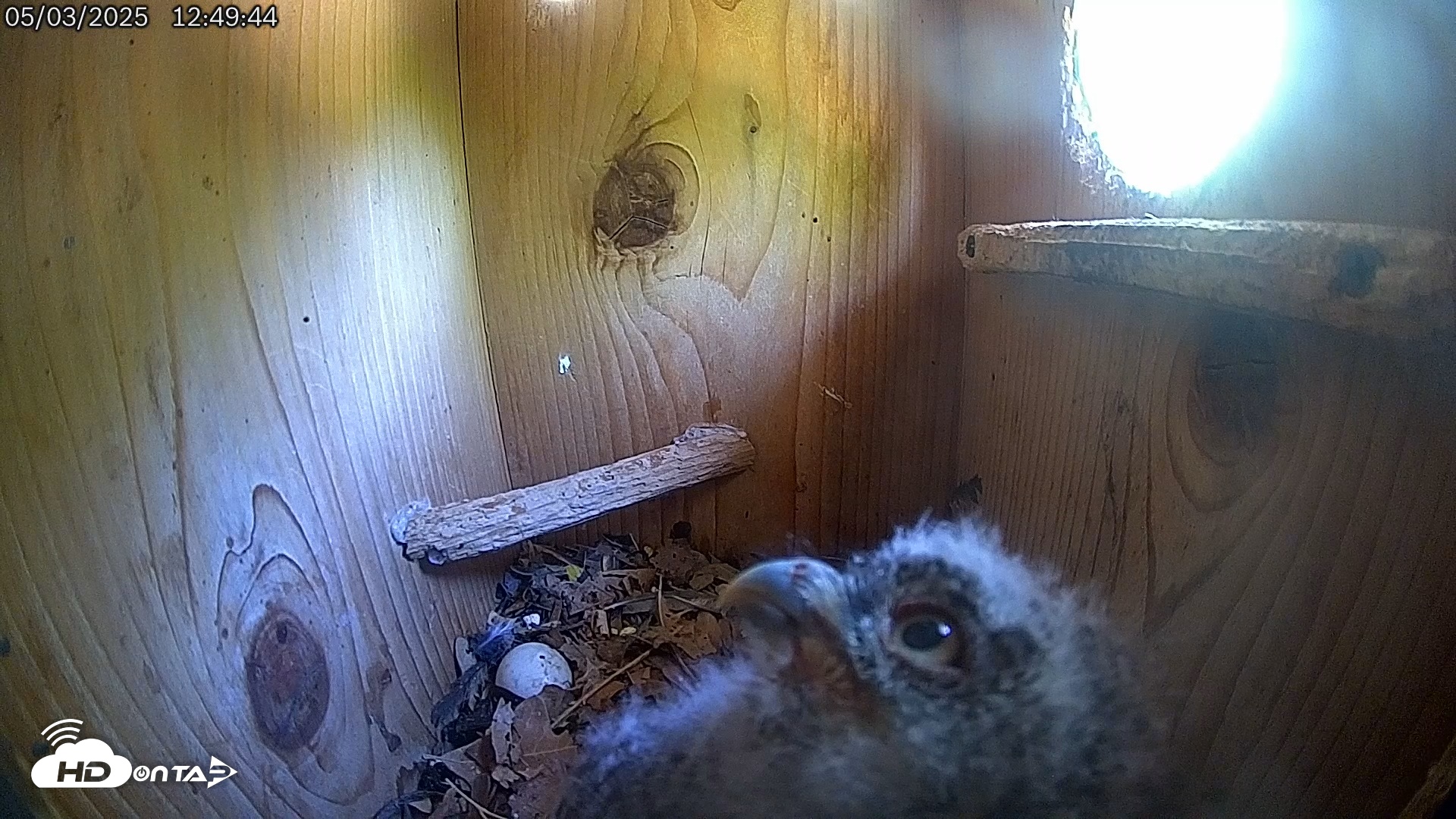 Snapshot of Eastern Screech Owl Live Cam taken May 3, 2025, 3:08pm CDT