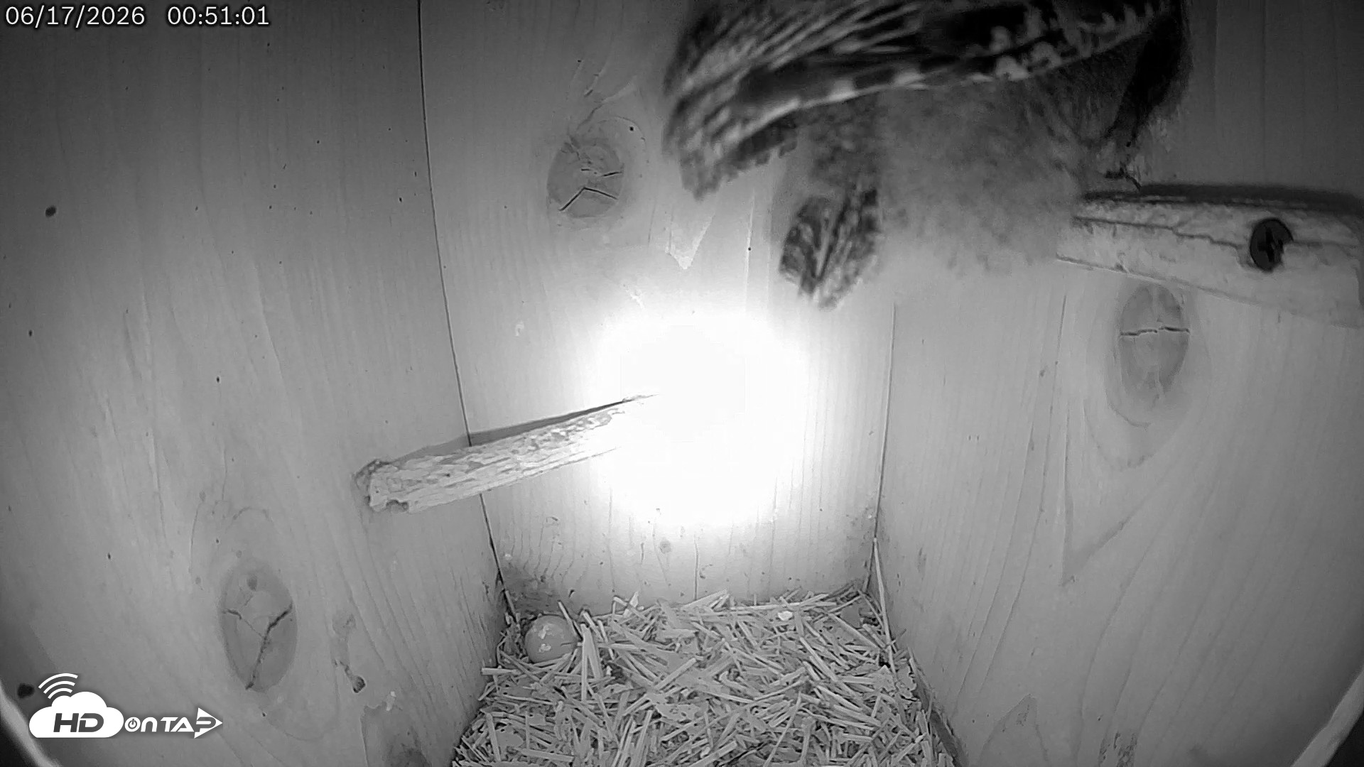 Snapshot of Eastern Screech Owl Live Cam taken Jun 17, 2026, 1:25am CDT