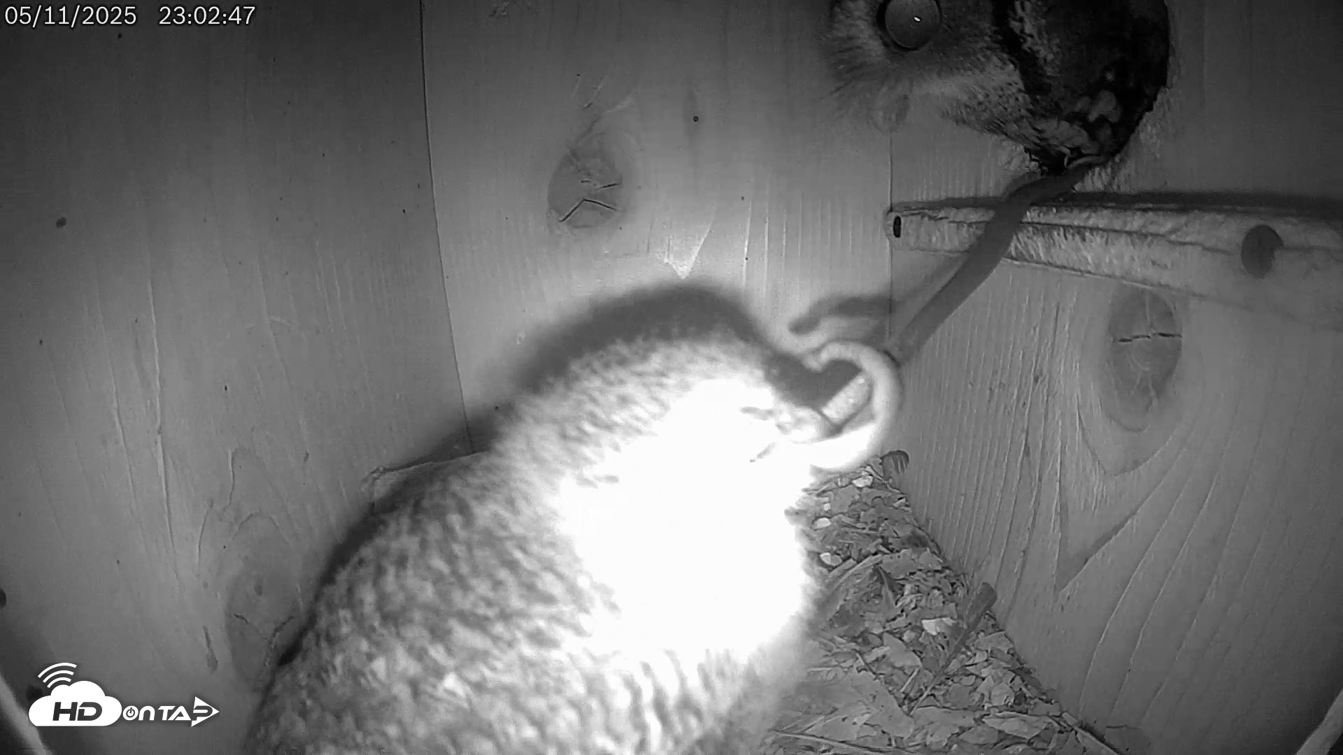 Snapshot of Eastern Screech Owl Live Cam taken May 12, 2025, 7:10am CDT