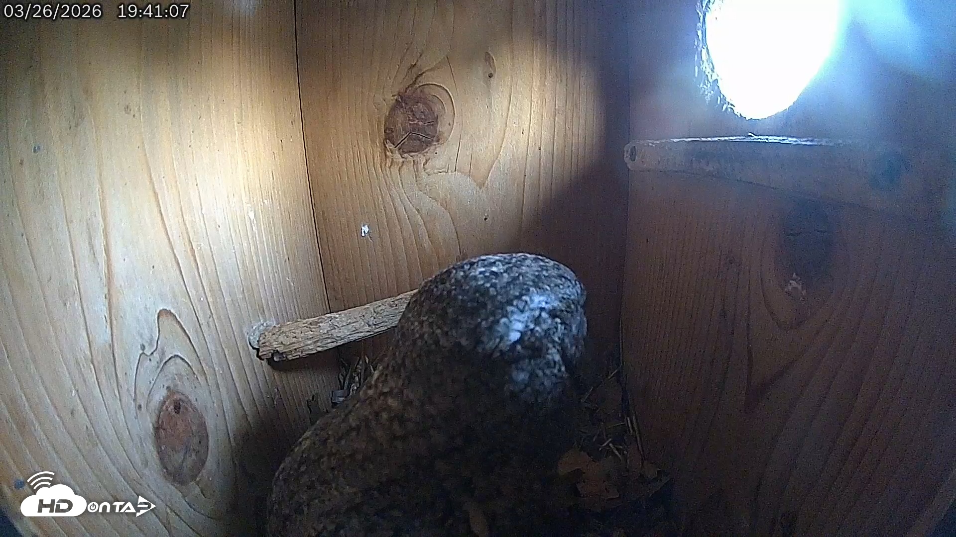 Snapshot of Eastern Screech Owl Live Cam taken Mar 27, 2026, 3:41am CDT