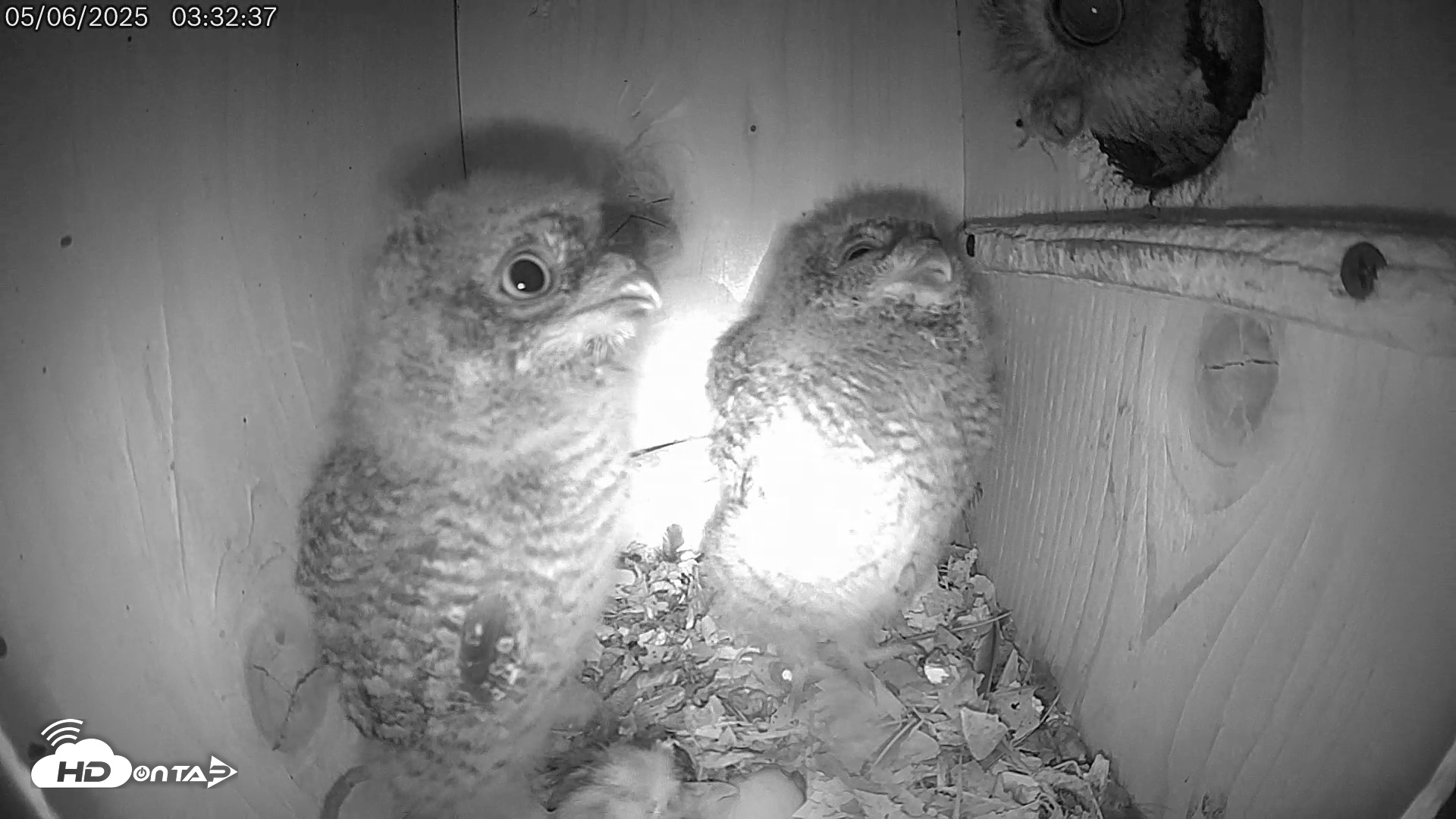 Snapshot of Eastern Screech Owl Live Cam taken May 6, 2025, 3:37am CDT
