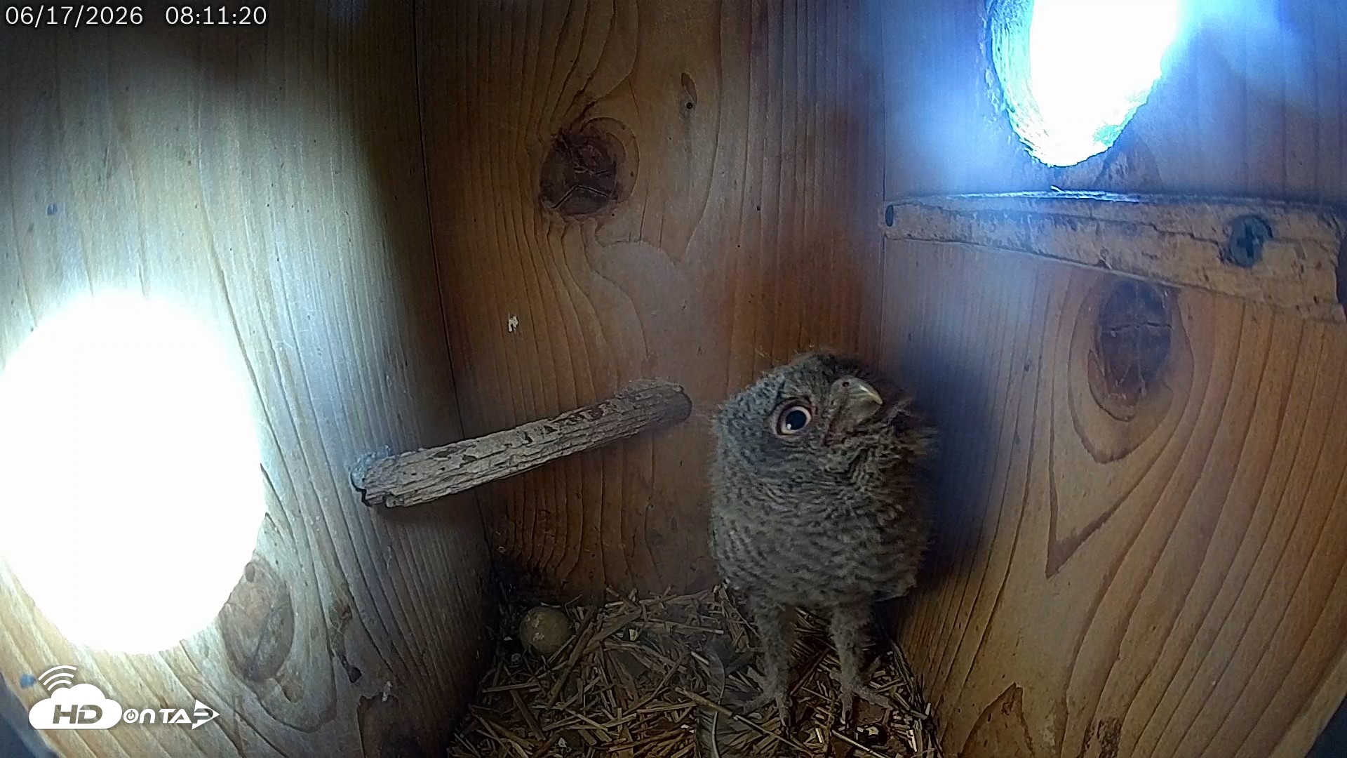 Snapshot of Eastern Screech Owl Live Cam taken Jun 17, 2026, 8:19am CDT