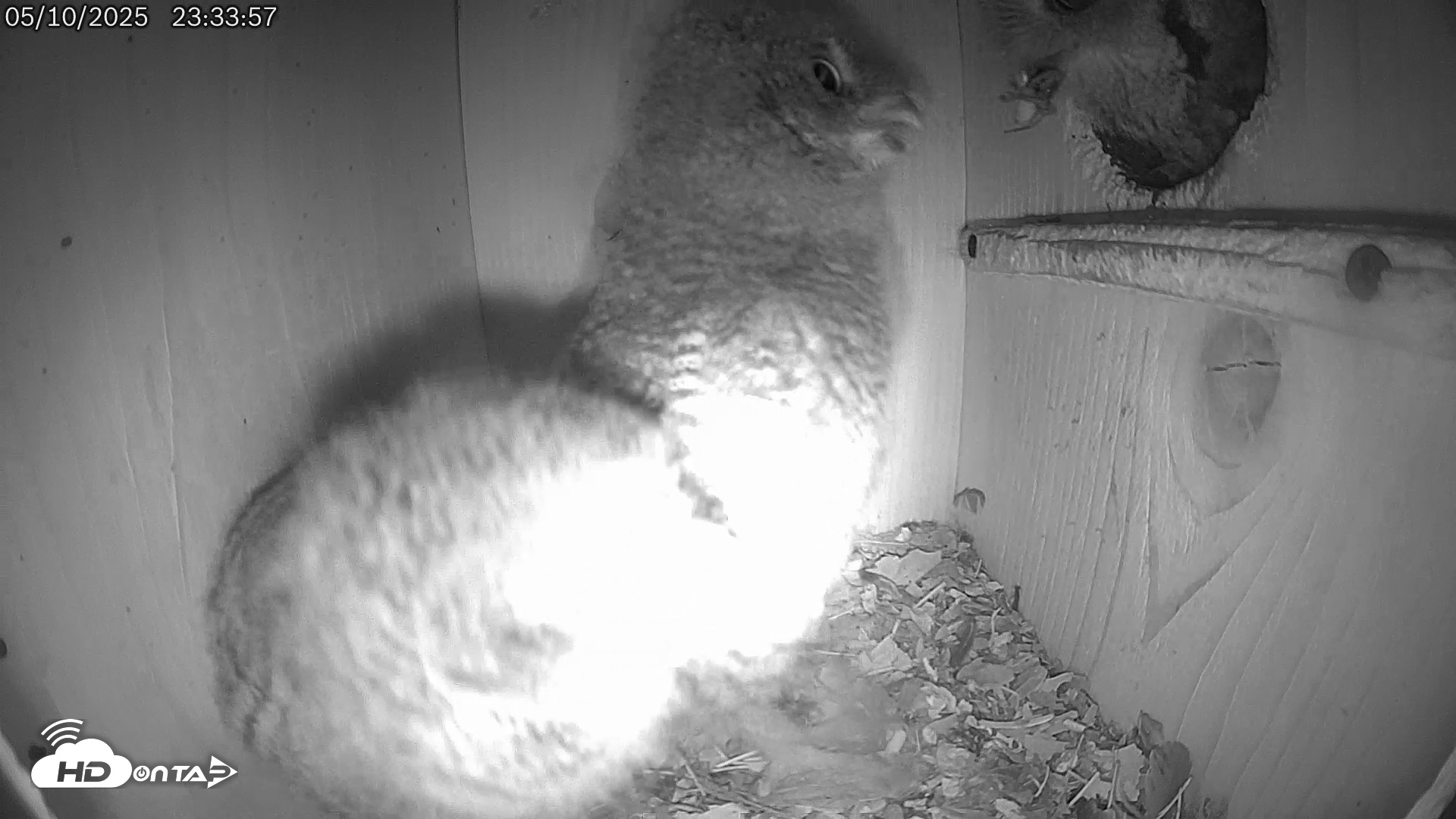 Snapshot of Eastern Screech Owl Live Cam taken May 11, 2025, 5:14am CDT