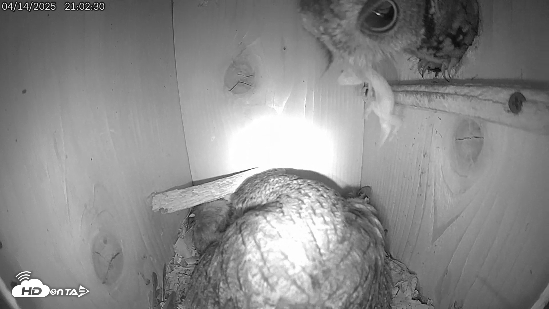 Snapshot of Eastern Screech Owl Live Cam taken Apr 14, 2025, 10:50pm CDT
