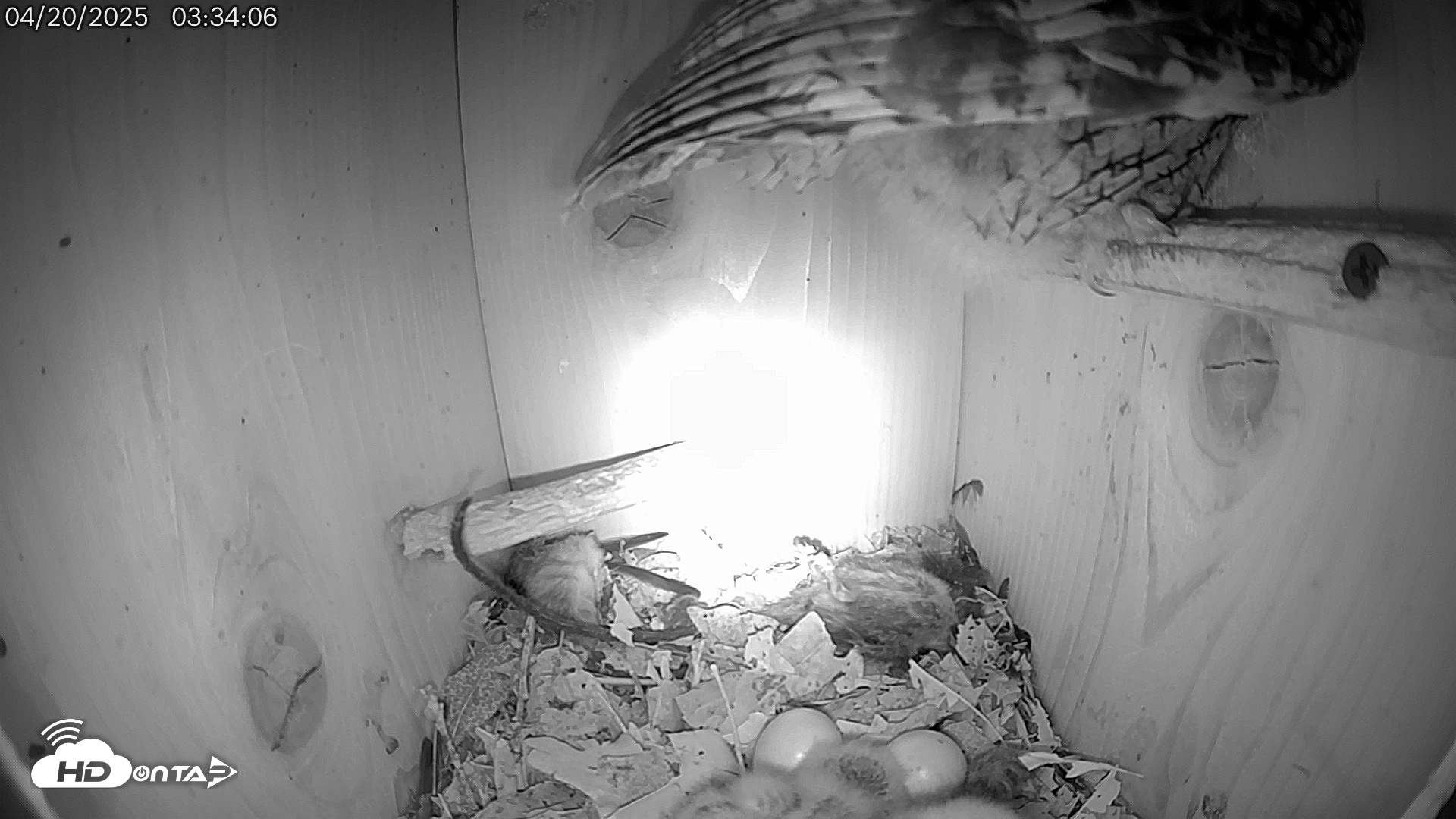 Snapshot of Eastern Screech Owl Live Cam taken Apr 20, 2025, 3:36am CDT