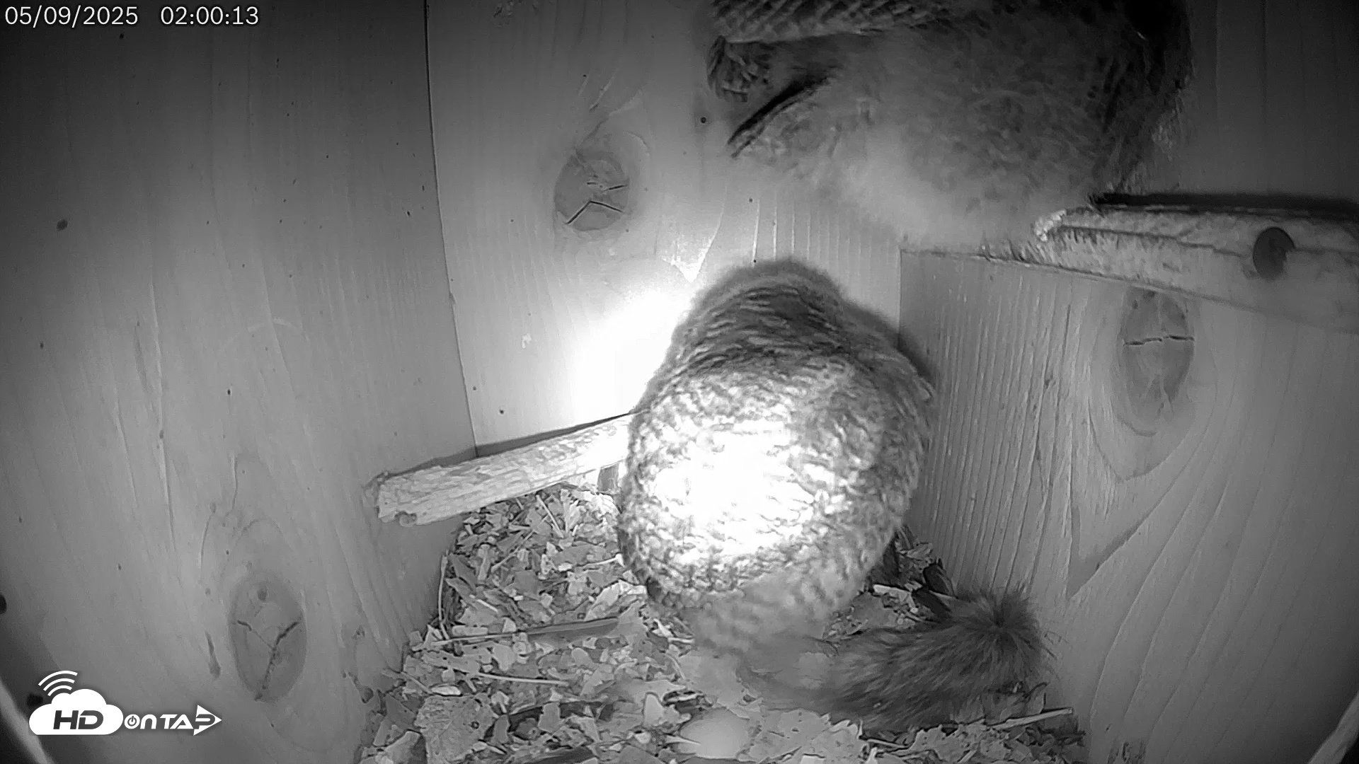 Snapshot of Eastern Screech Owl Live Cam taken May 9, 2025, 11:22am CDT