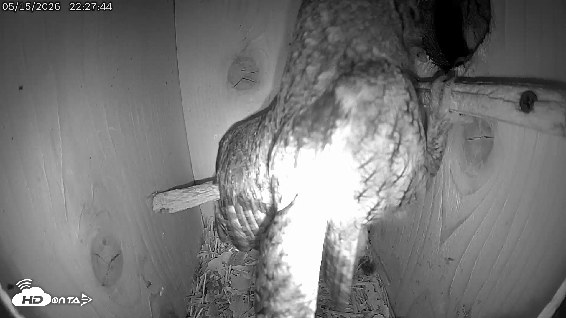 Snapshot of Eastern Screech Owl Live Cam taken May 15, 2026, 11:20pm CDT
