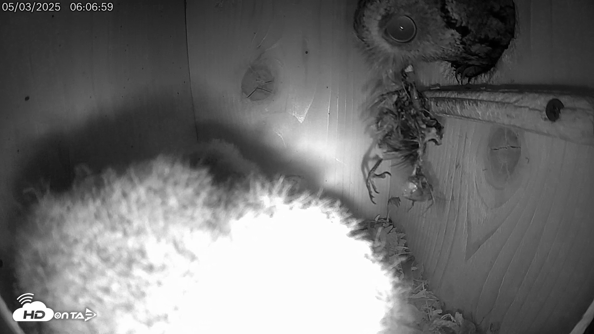 Snapshot of Eastern Screech Owl Live Cam taken May 3, 2025, 6:45am CDT
