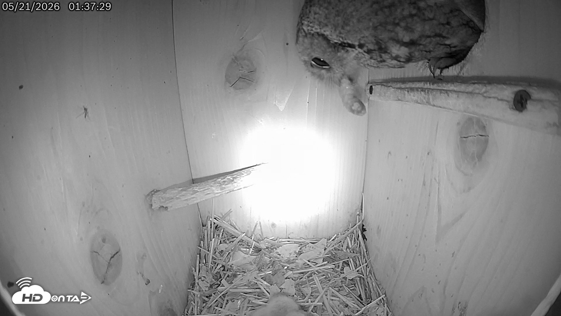 Snapshot of Eastern Screech Owl Live Cam taken May 21, 2026, 8:06am CDT
