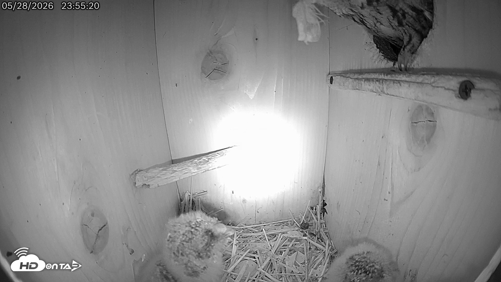 Snapshot of Eastern Screech Owl Live Cam taken May 29, 2026, 12:05am CDT
