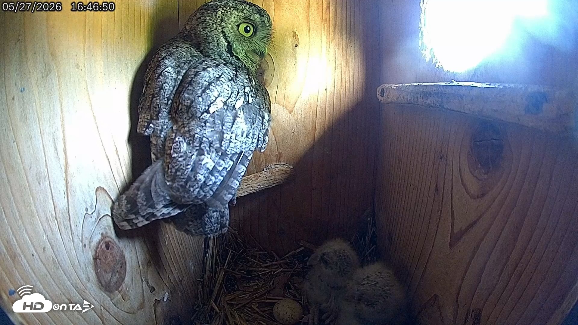 Snapshot of Eastern Screech Owl Live Cam taken May 27, 2026, 5:24pm CDT