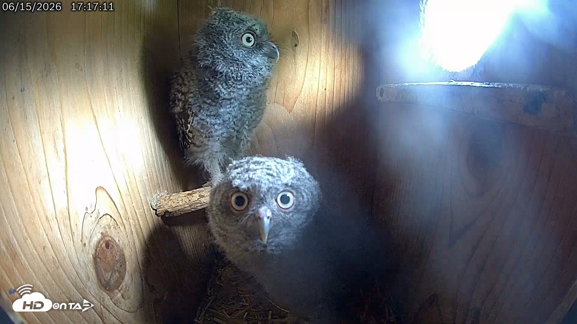 Snapshot of Eastern Screech Owl Live Cam taken Jun 15, 2026, 6:11pm CDT