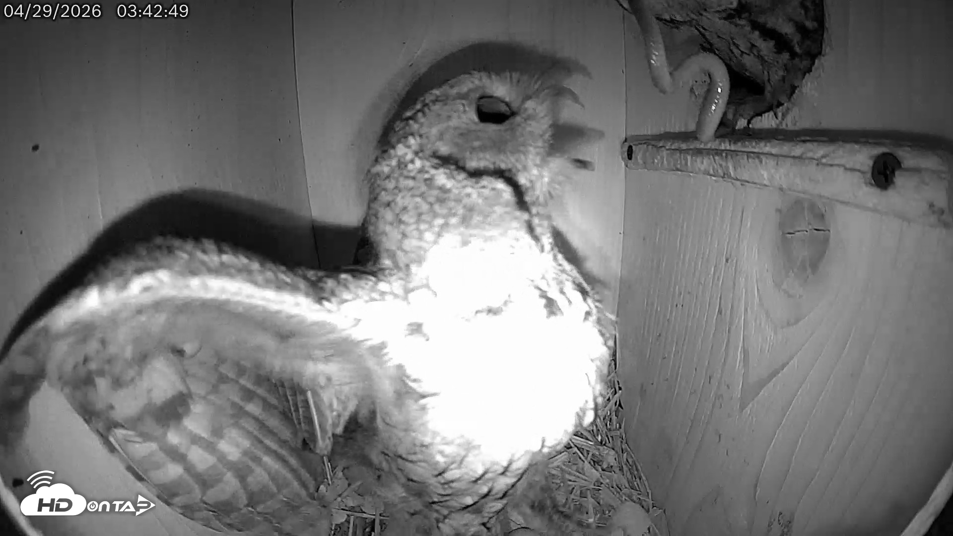 Snapshot of Eastern Screech Owl Live Cam taken Apr 29, 2026, 4:41am CDT