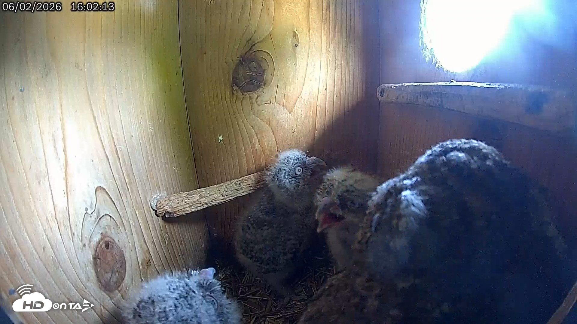 Snapshot of Eastern Screech Owl Live Cam taken Jun 2, 2026, 4:06pm CDT