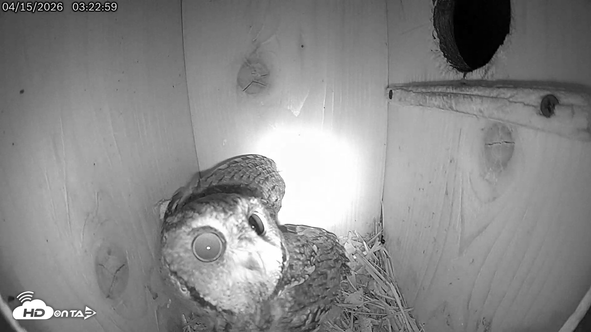 Snapshot of Eastern Screech Owl Live Cam taken Apr 15, 2026, 4:13am CDT