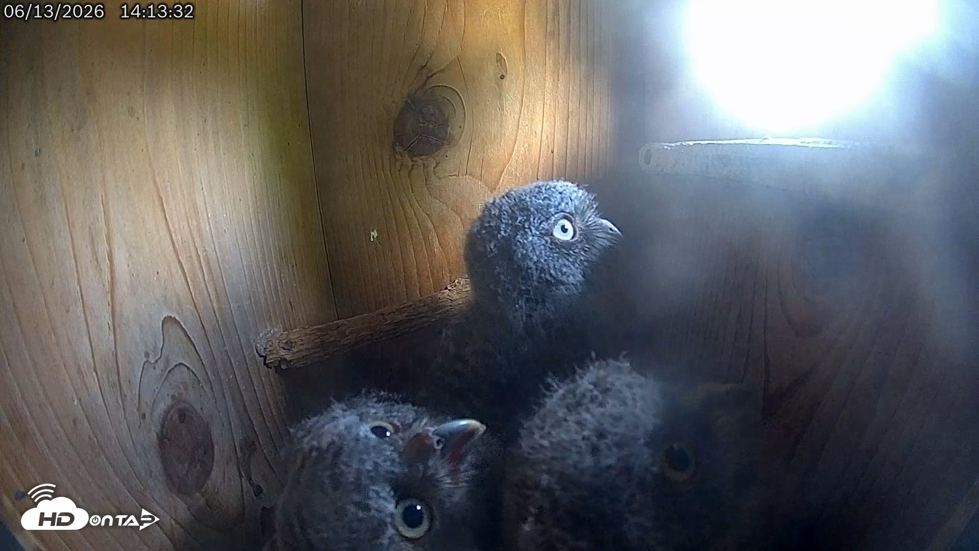 Snapshot of Eastern Screech Owl Live Cam taken Jun 13, 2026, 9:25pm CDT