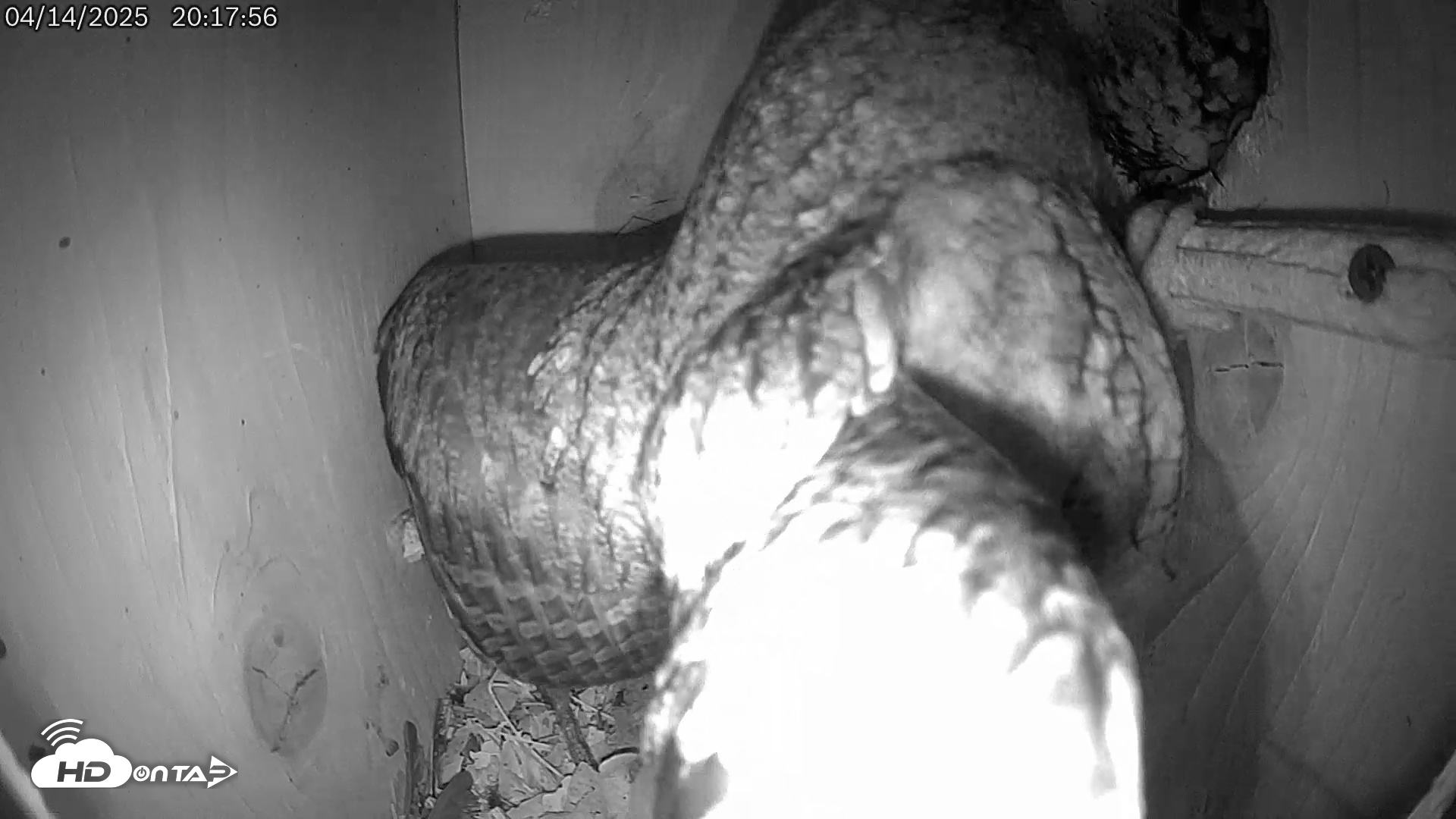 Snapshot of Eastern Screech Owl Live Cam taken Apr 14, 2025, 9:43pm CDT