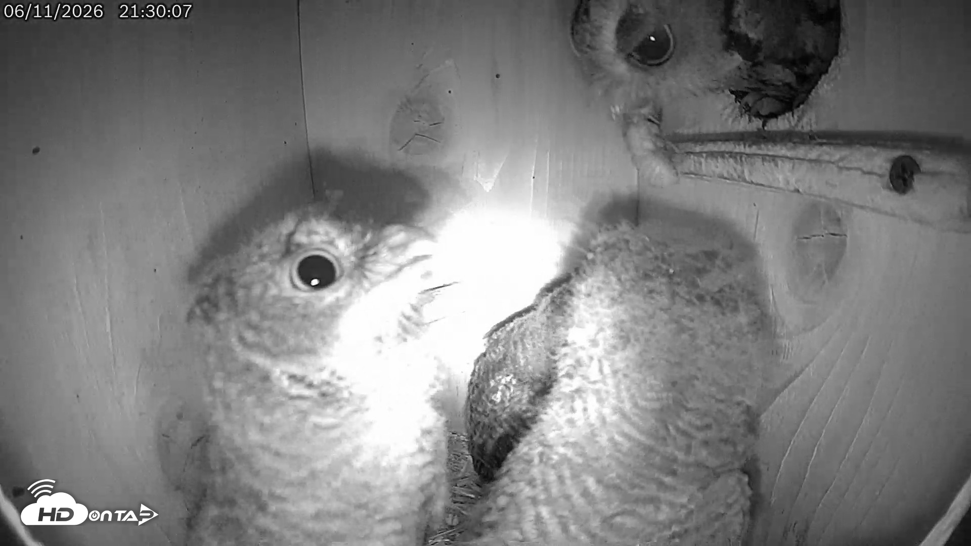 Snapshot of Eastern Screech Owl Live Cam taken Jun 11, 2026, 10:09pm CDT