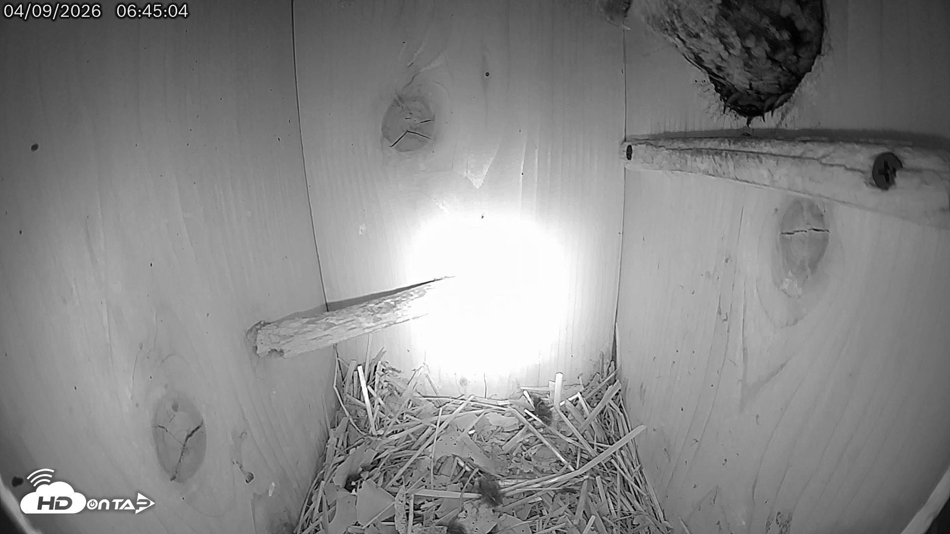 Snapshot of Eastern Screech Owl Live Cam taken Apr 9, 2026, 9:54am CDT