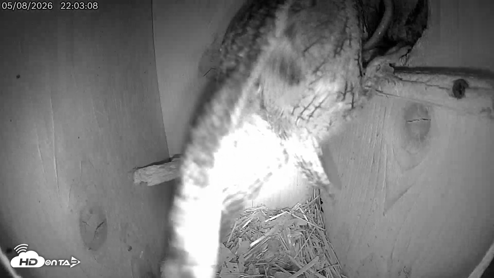 Snapshot of Eastern Screech Owl Live Cam taken May 9, 2026, 6:36am CDT