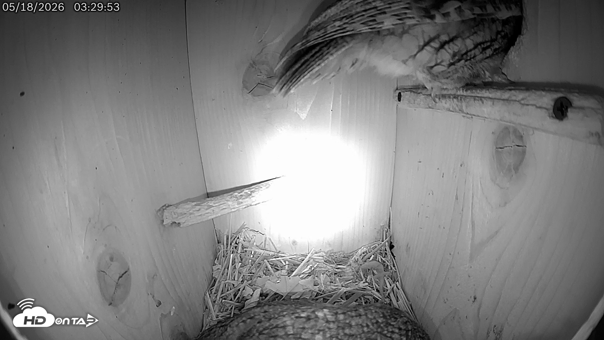 Snapshot of Eastern Screech Owl Live Cam taken May 18, 2026, 11:19am CDT