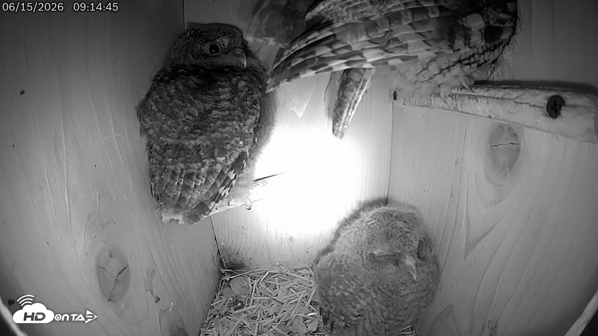 Snapshot of Eastern Screech Owl Live Cam taken Jun 15, 2026, 5:23pm CDT