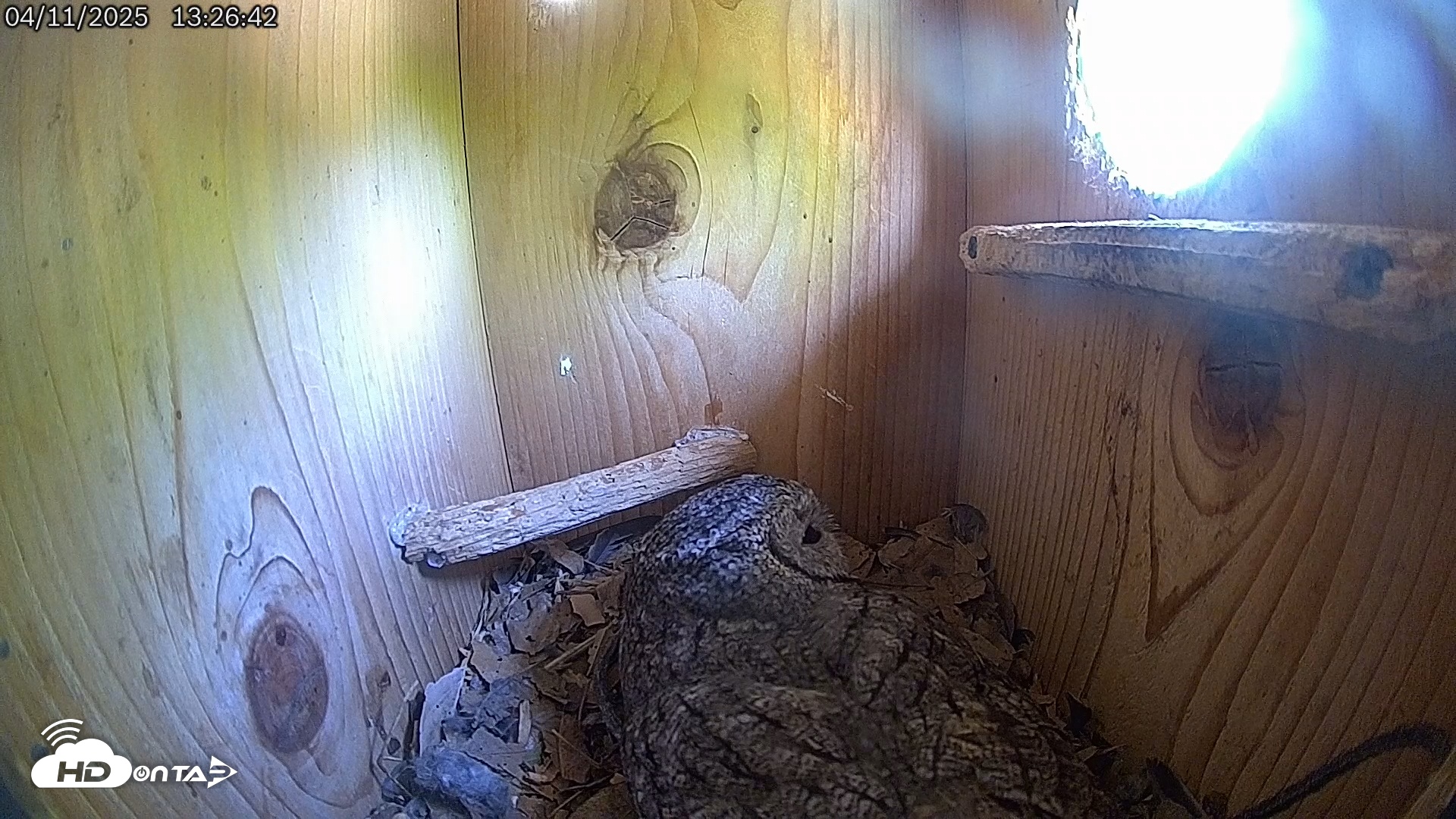 Snapshot of Eastern Screech Owl Live Cam taken Apr 11, 2025, 1:28pm CDT