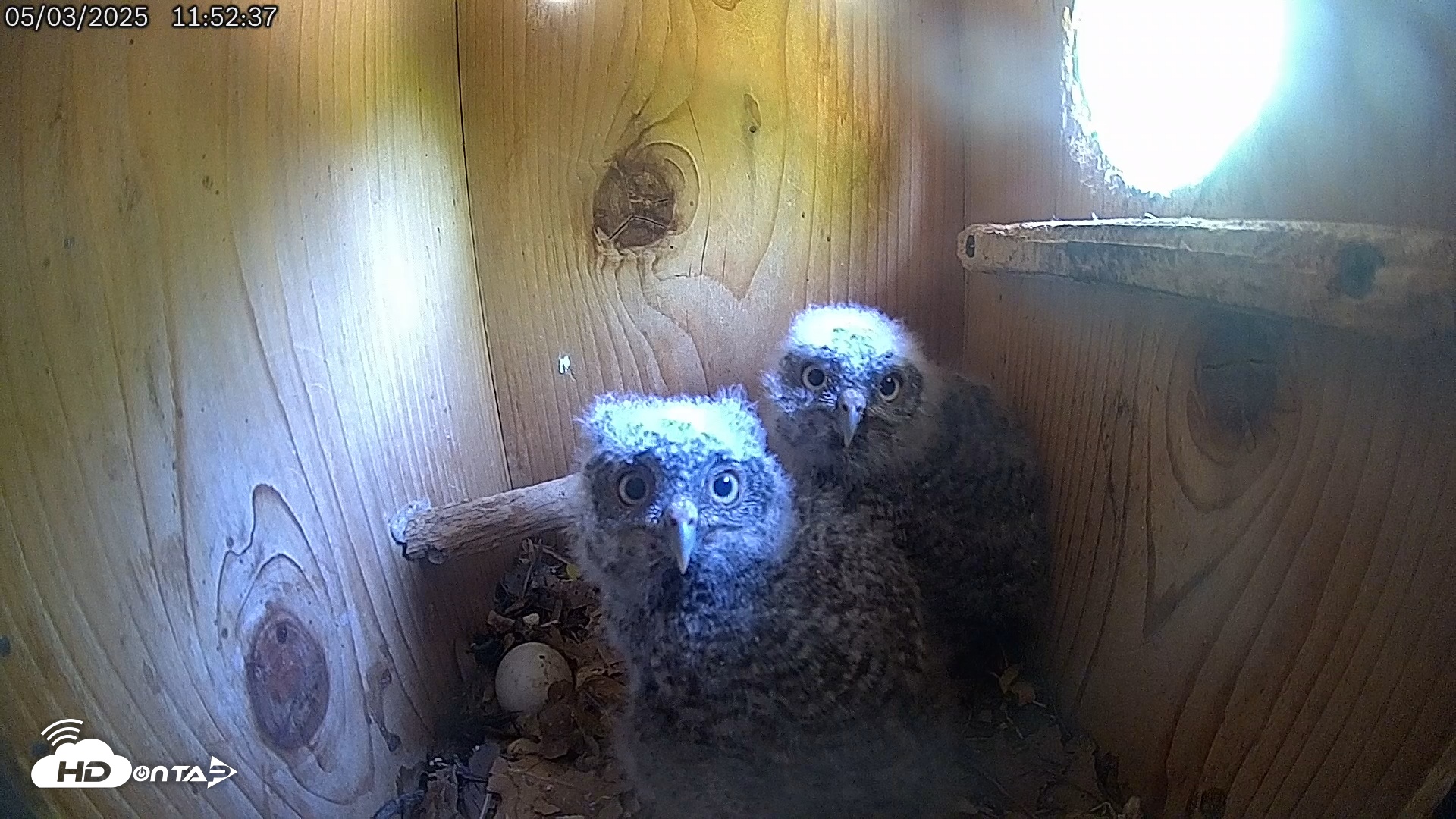 Snapshot of Eastern Screech Owl Live Cam taken May 3, 2025, 2:12pm CDT