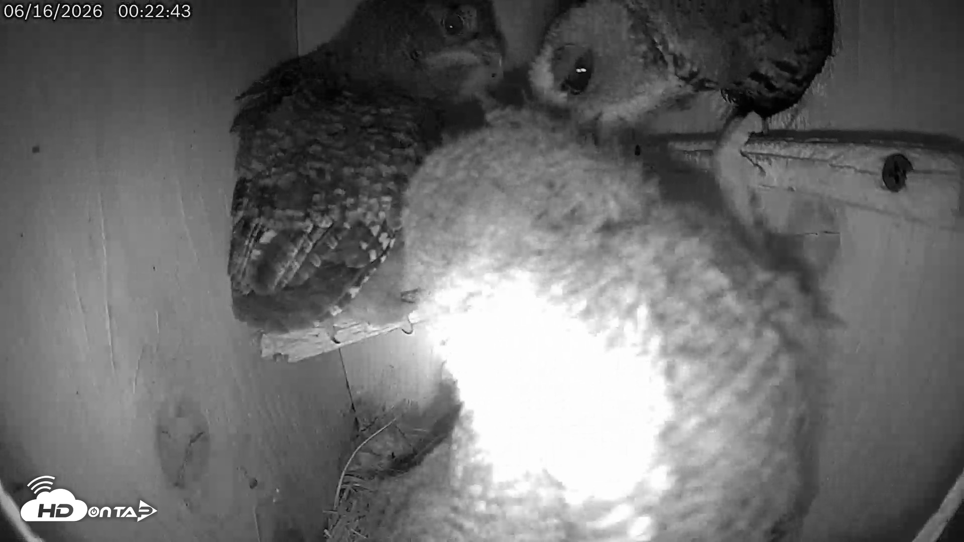 Snapshot of Eastern Screech Owl Live Cam taken Jun 16, 2026, 12:31am CDT