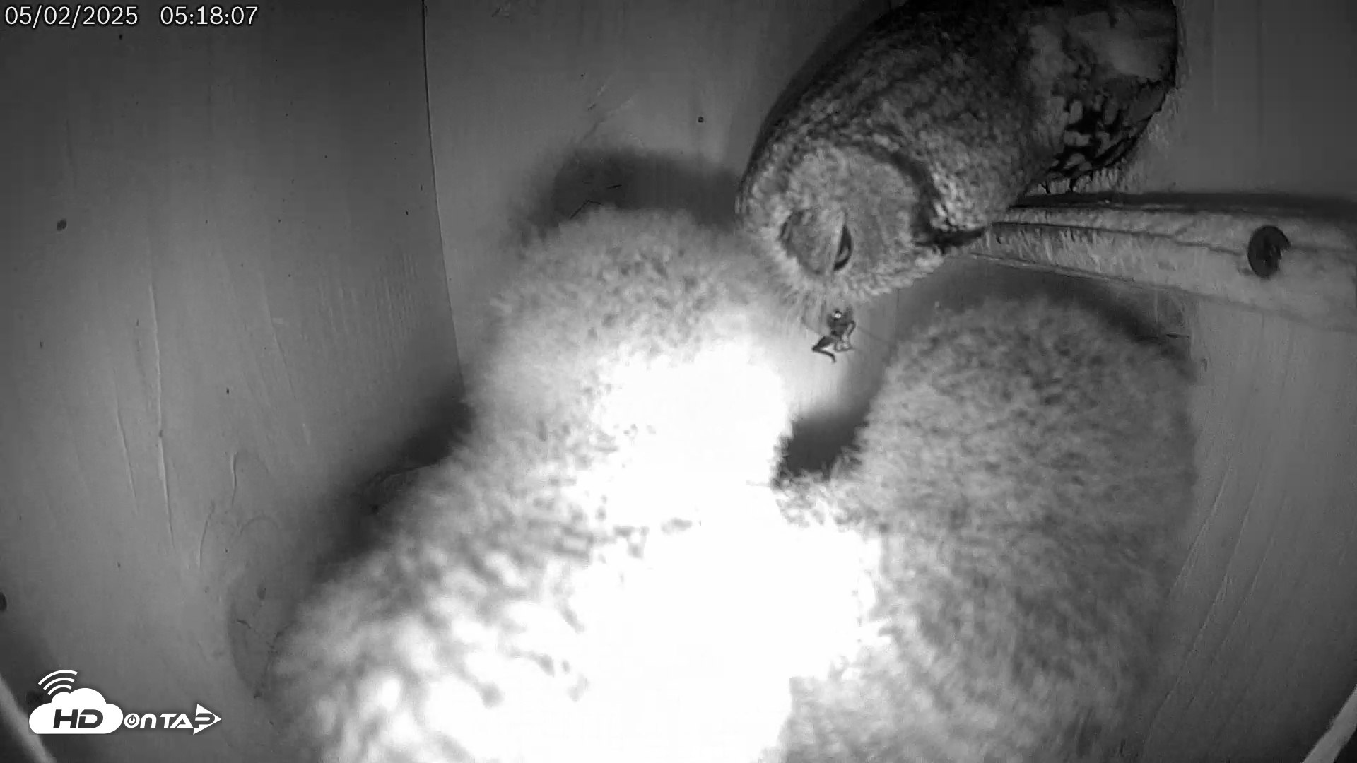 Snapshot of Eastern Screech Owl Live Cam taken May 2, 2025, 5:24am CDT