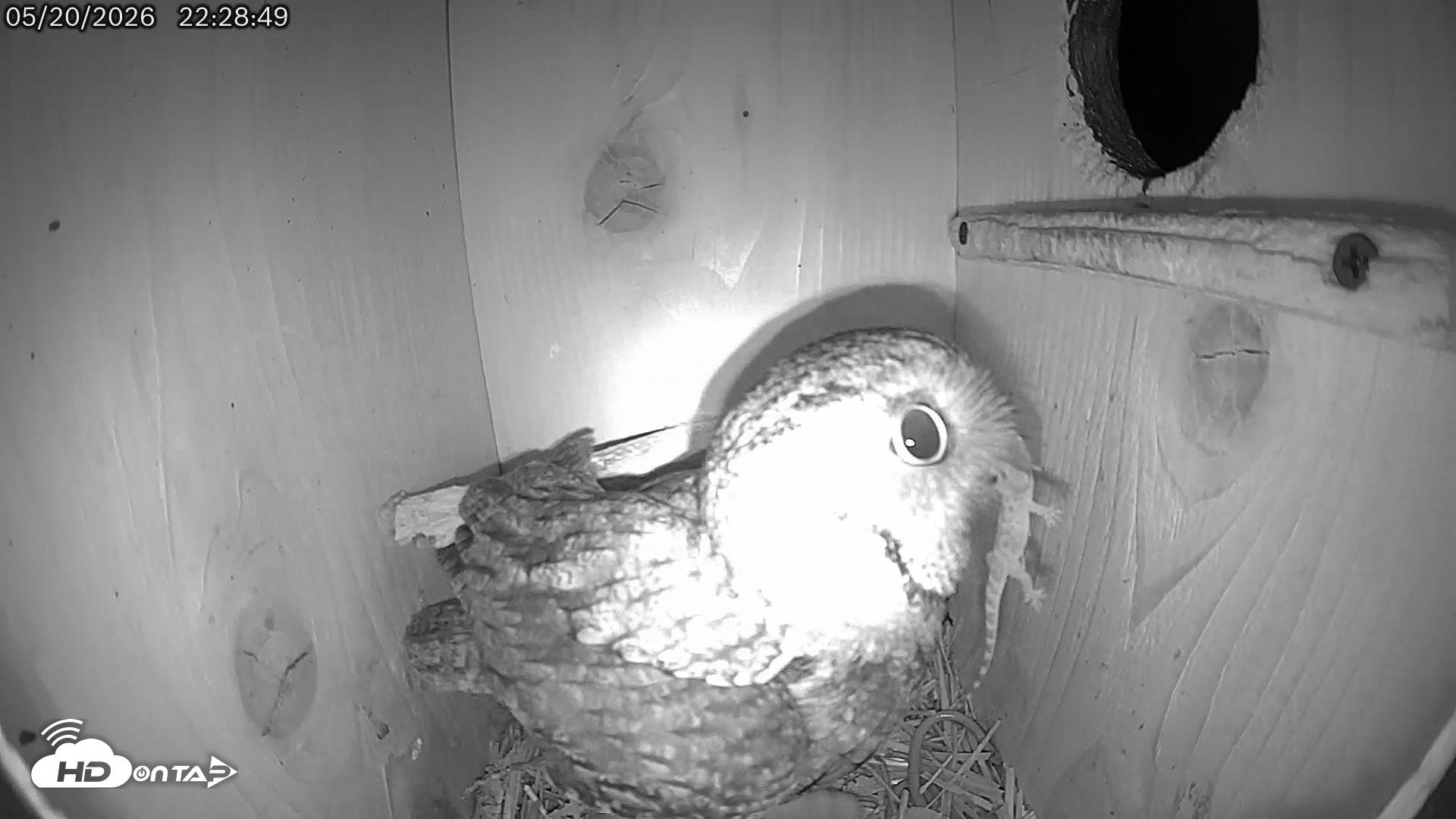 Snapshot of Eastern Screech Owl Live Cam taken May 21, 2026, 7:02am CDT