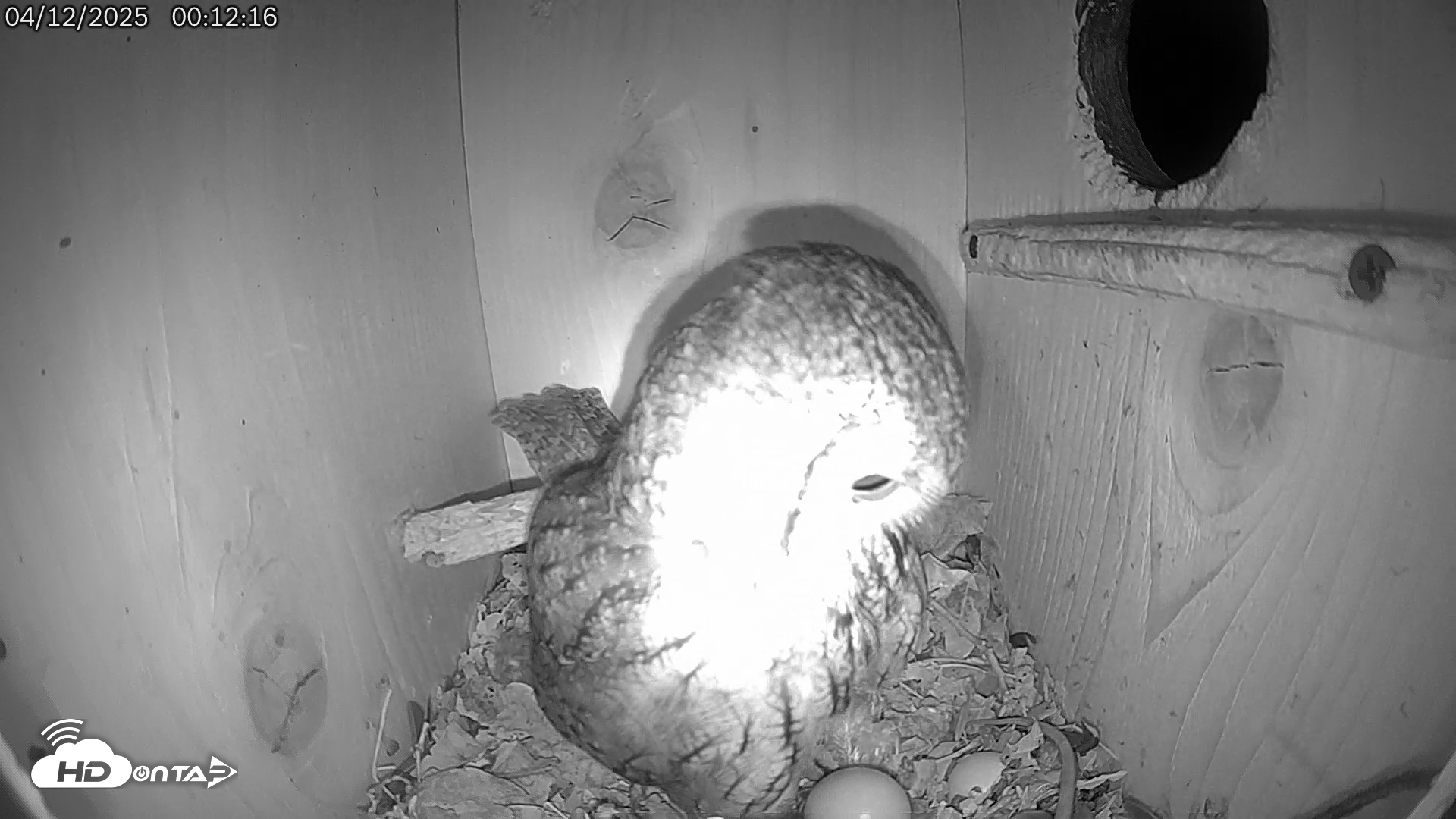 Snapshot of Eastern Screech Owl Live Cam taken Apr 12, 2025, 2:17am CDT