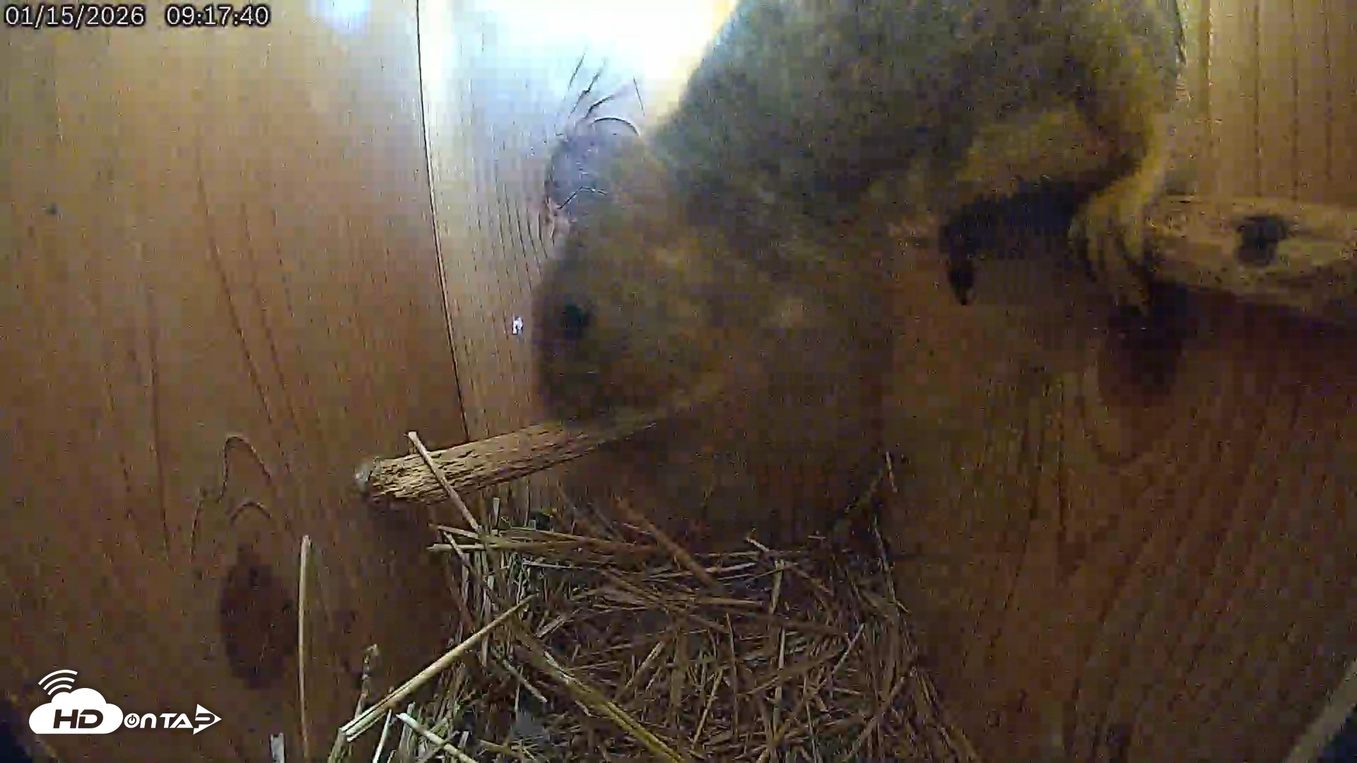 Snapshot of Eastern Screech Owl Live Cam taken Jan 15, 2026, 1:57pm CST