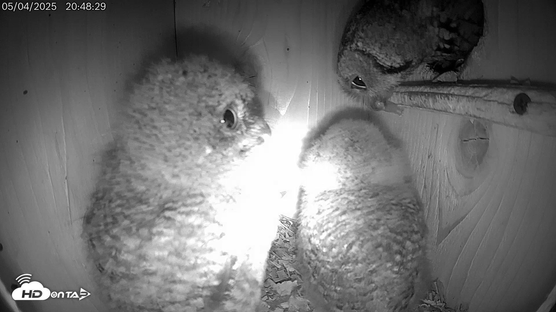 Snapshot of Eastern Screech Owl Live Cam taken May 5, 2025, 1:44am CDT