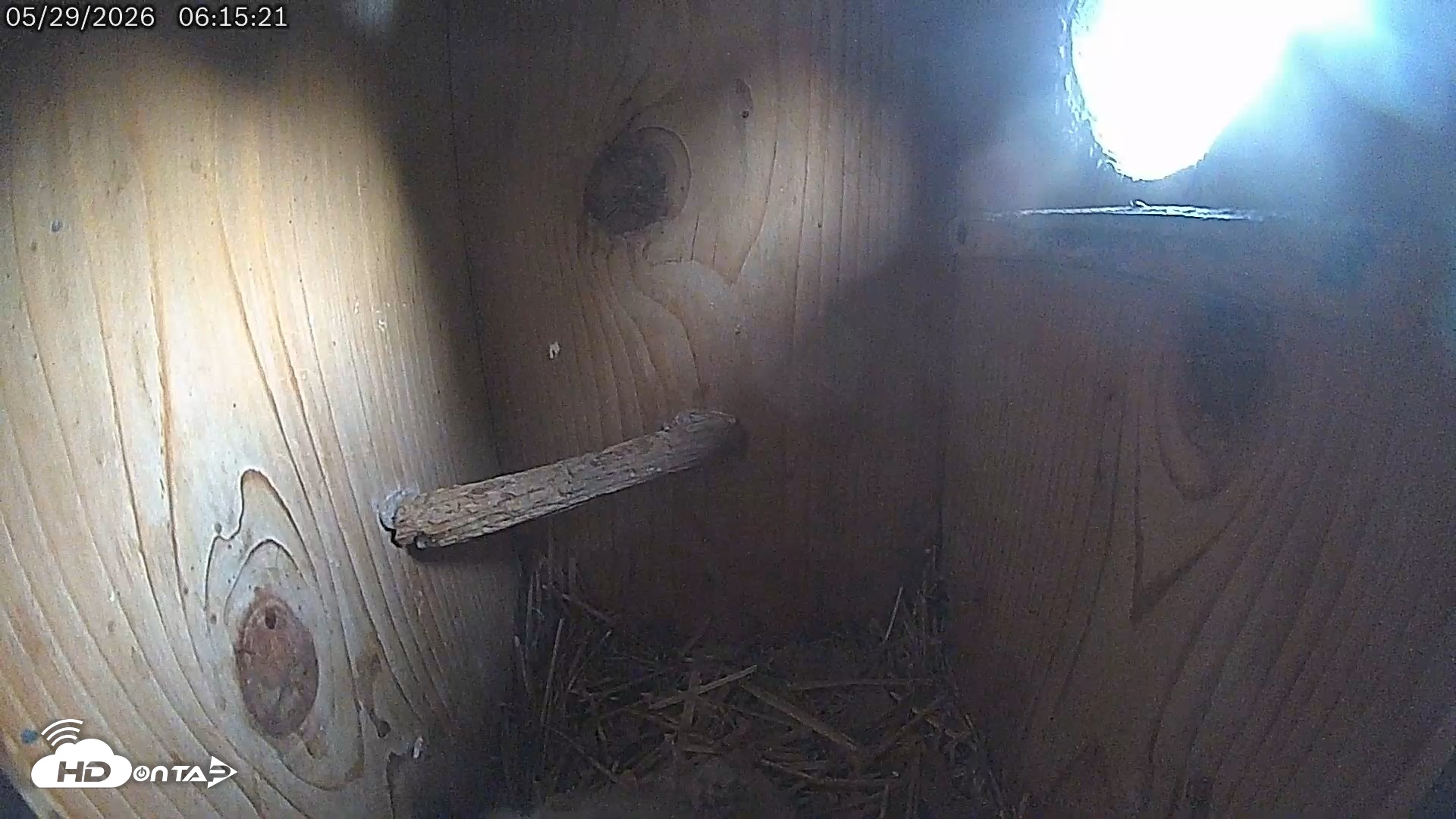 Snapshot of Eastern Screech Owl Live Cam taken May 29, 2026, 6:16am CDT
