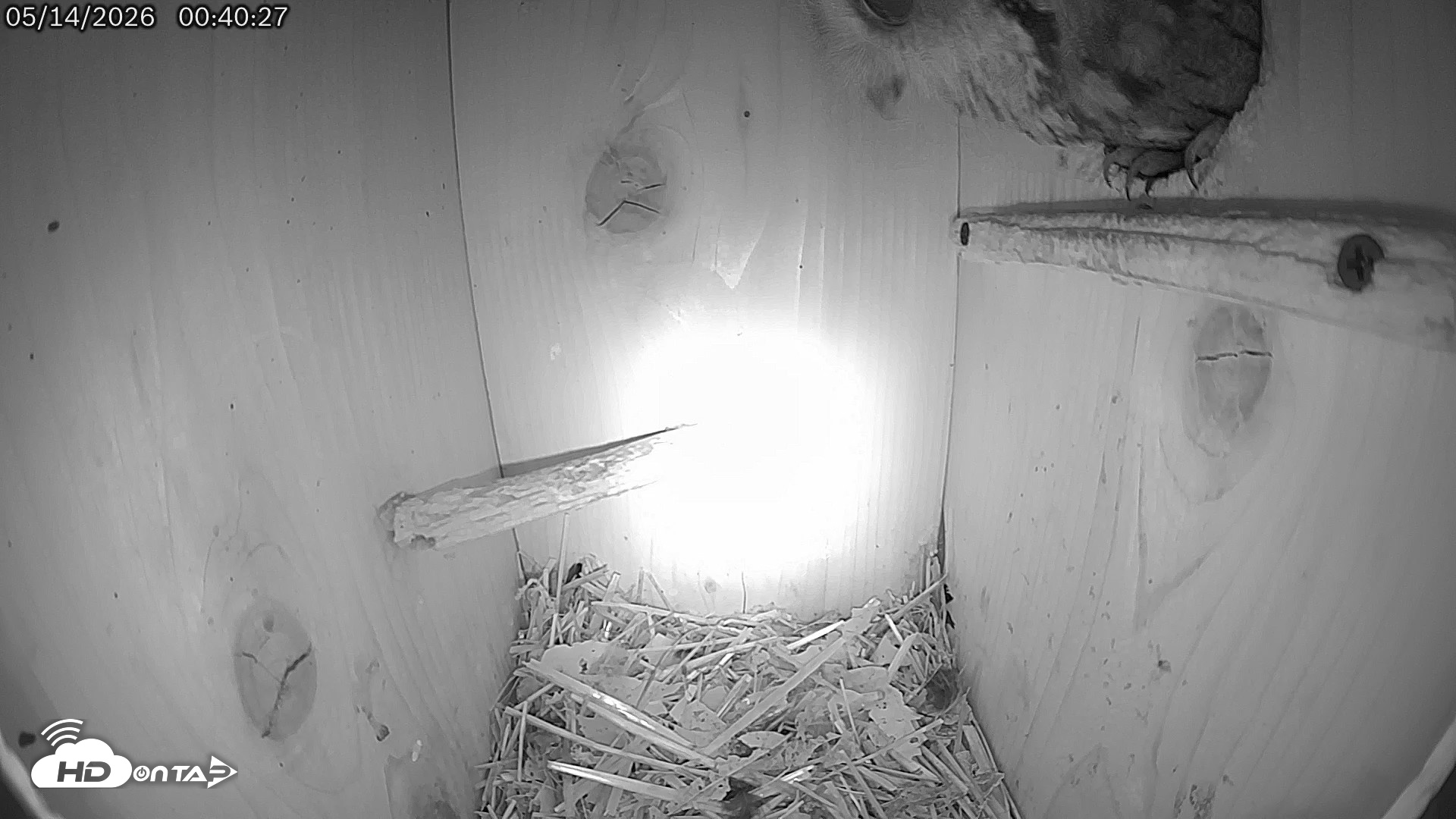 Snapshot of Eastern Screech Owl Live Cam taken May 14, 2026, 8:27am CDT
