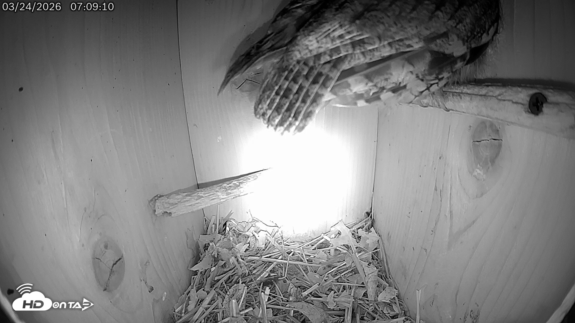 Snapshot of Eastern Screech Owl Live Cam taken Mar 24, 2026, 8:05am CDT