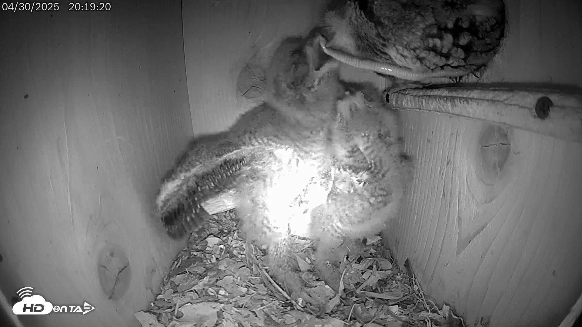 Snapshot of Eastern Screech Owl Live Cam taken May 1, 2025, 2:10am CDT