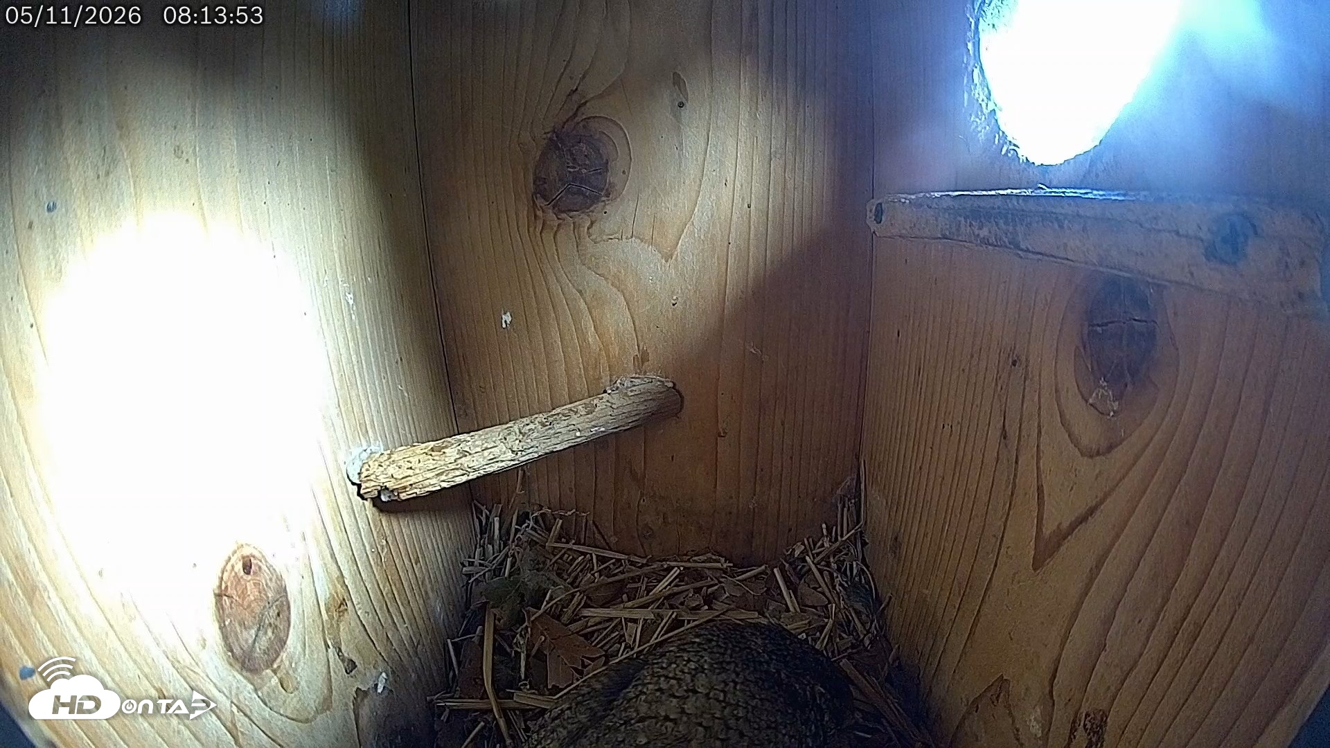 Snapshot of Eastern Screech Owl Live Cam taken May 11, 2026, 8:17am CDT