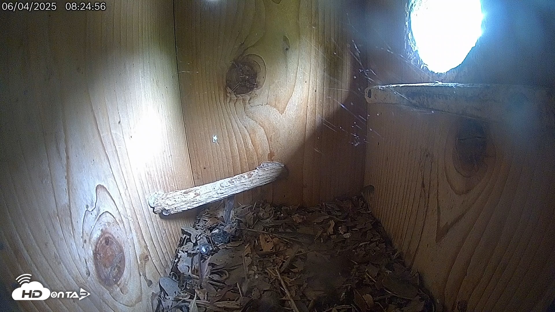 Snapshot of Eastern Screech Owl Live Cam taken Jun 4, 2025, 8:26am CDT