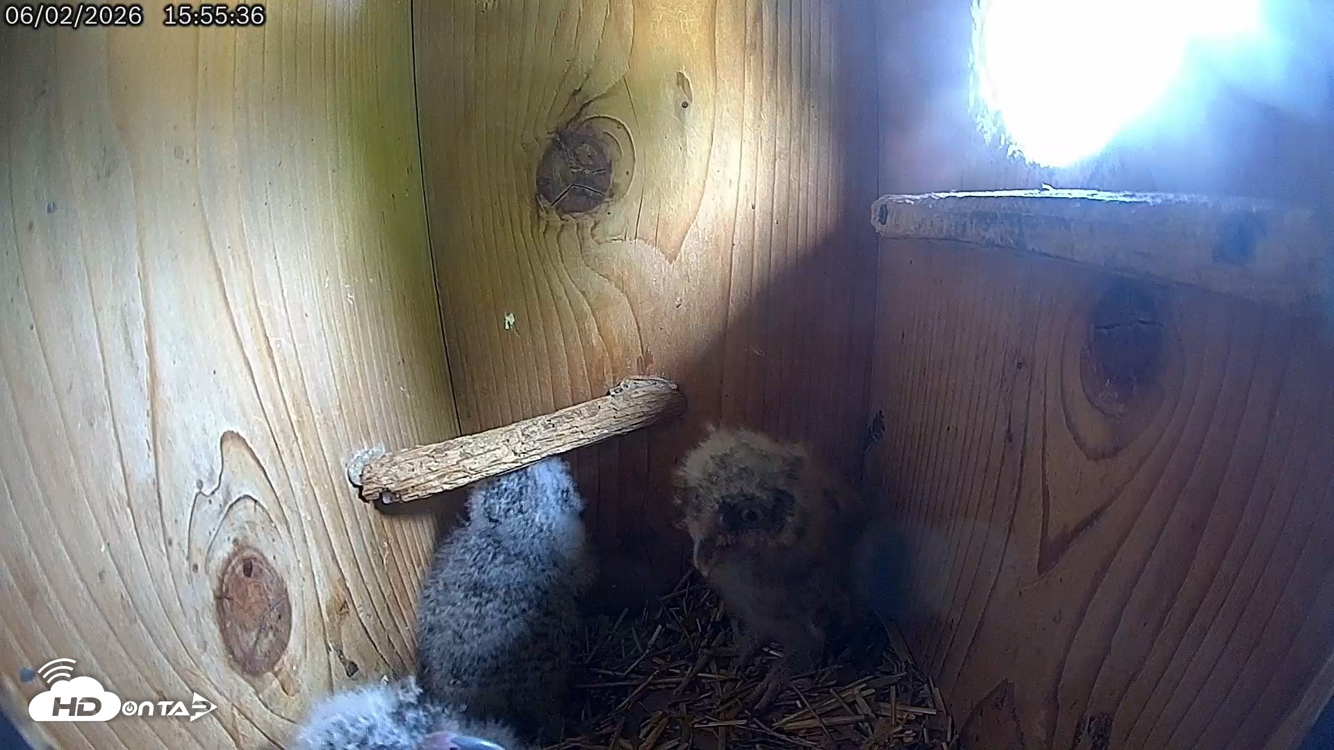 Snapshot of Eastern Screech Owl Live Cam taken Jun 2, 2026, 4:01pm CDT