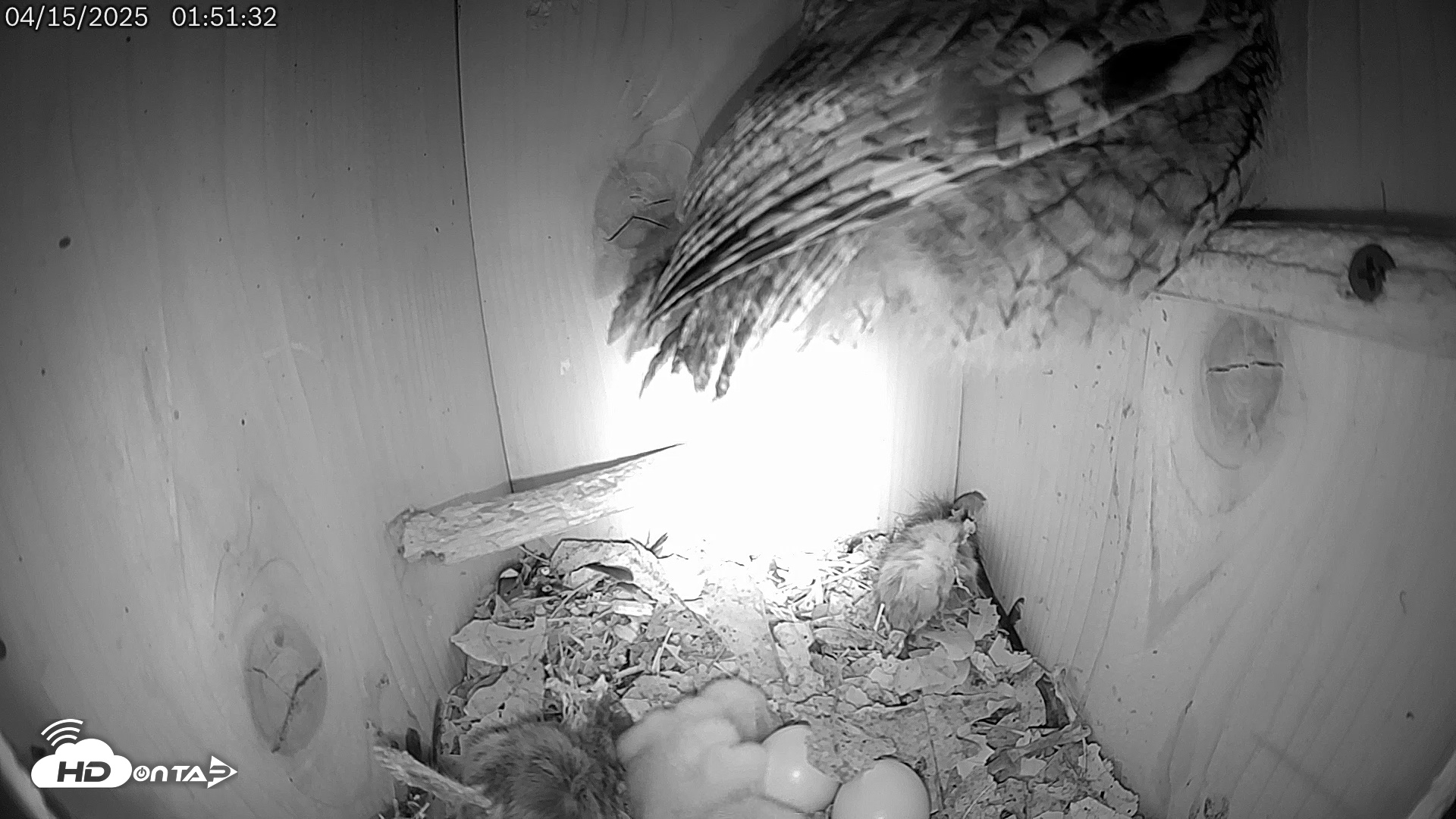 Snapshot of Eastern Screech Owl Live Cam taken Apr 15, 2025, 5:50am CDT