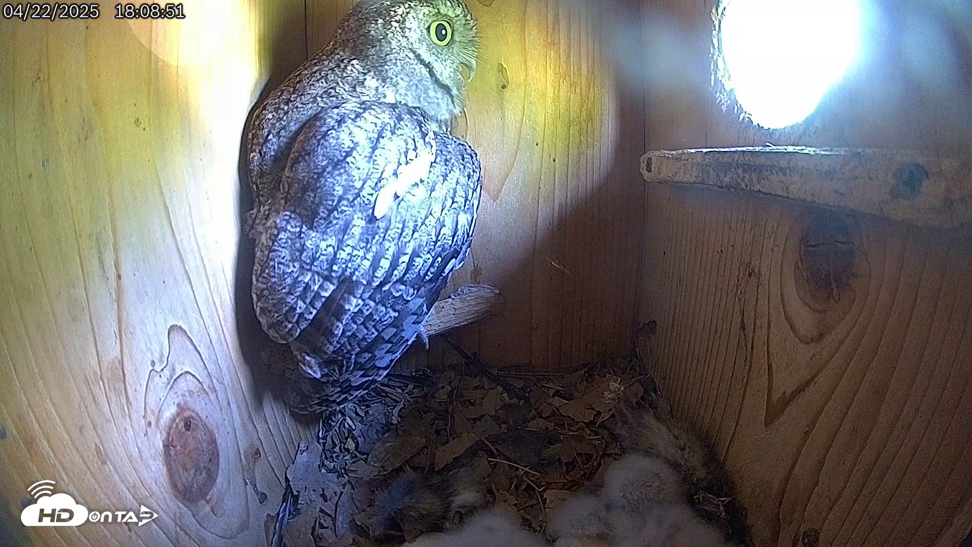 Snapshot of Eastern Screech Owl Live Cam taken Apr 23, 2025, 12:33am CDT