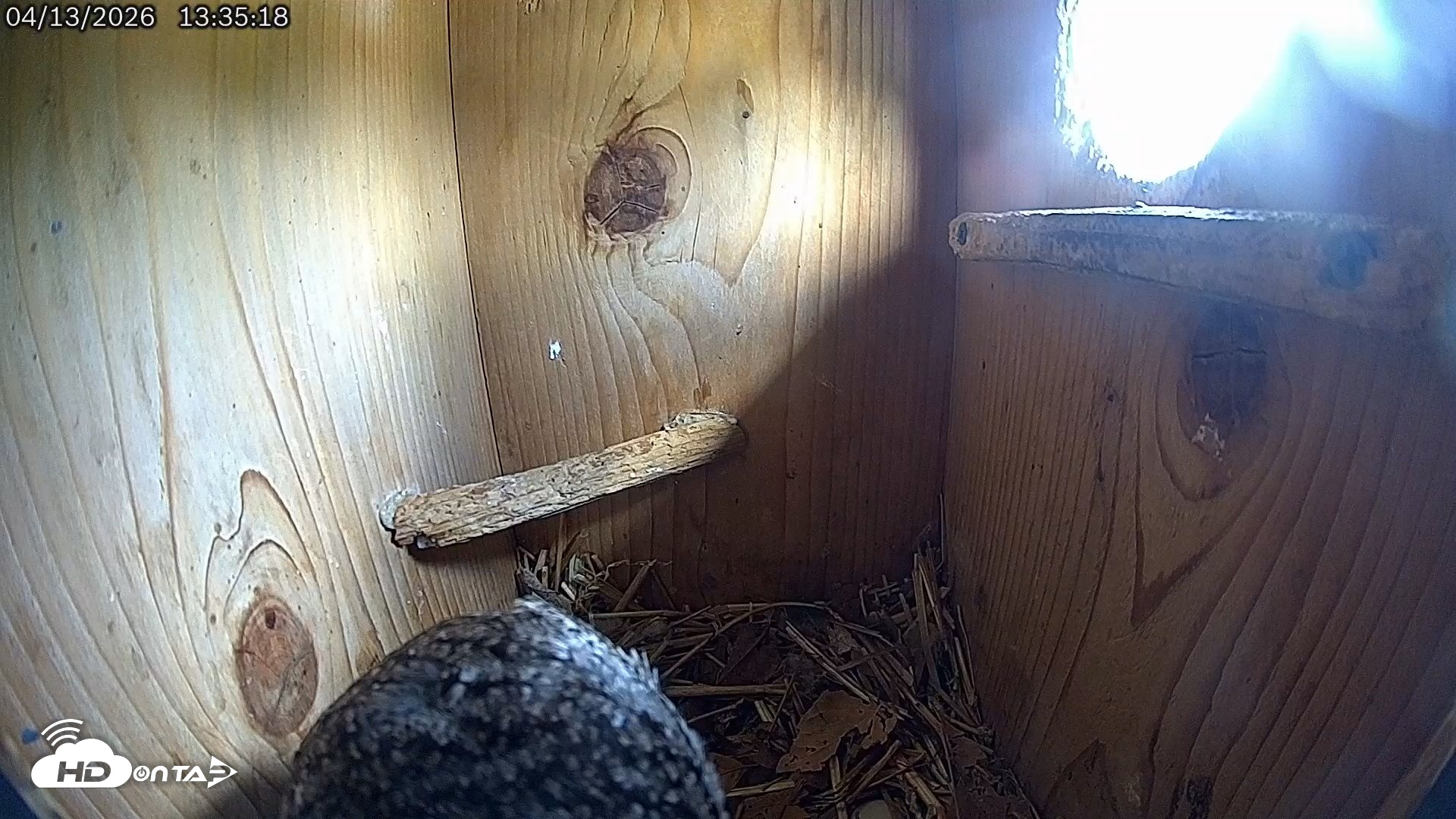 Snapshot of Eastern Screech Owl Live Cam taken Apr 13, 2026, 1:38pm CDT